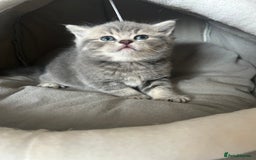Scottish Fold cats for sale: Pure breed SCOTTISH FOLD - Image 9