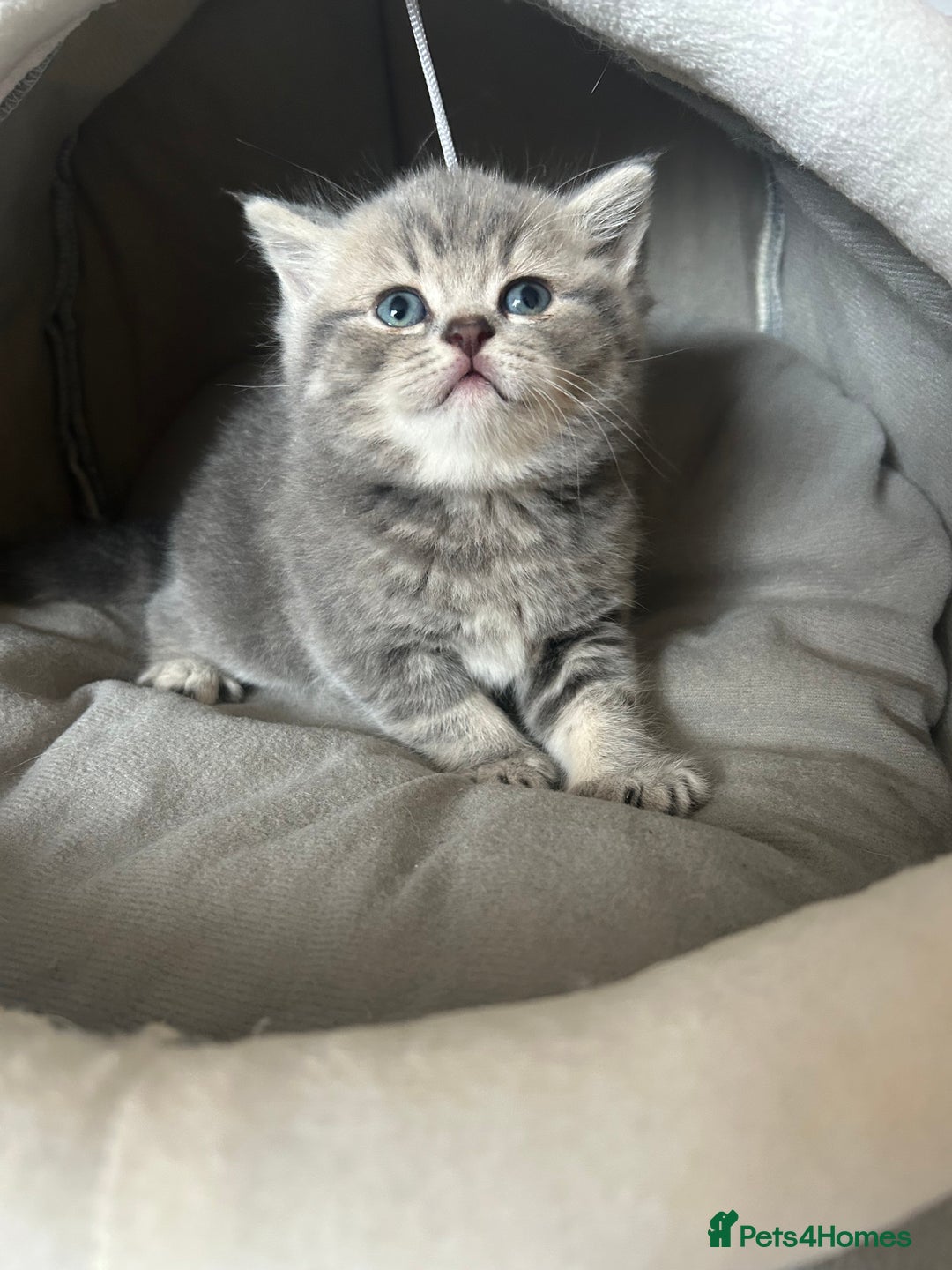 Scottish Fold cats for sale: Pure breed SCOTTISH FOLD - Image 9