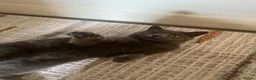 British Shorthair cats for sale: Beautiful British Shorthair Female - Luna - Advert 5