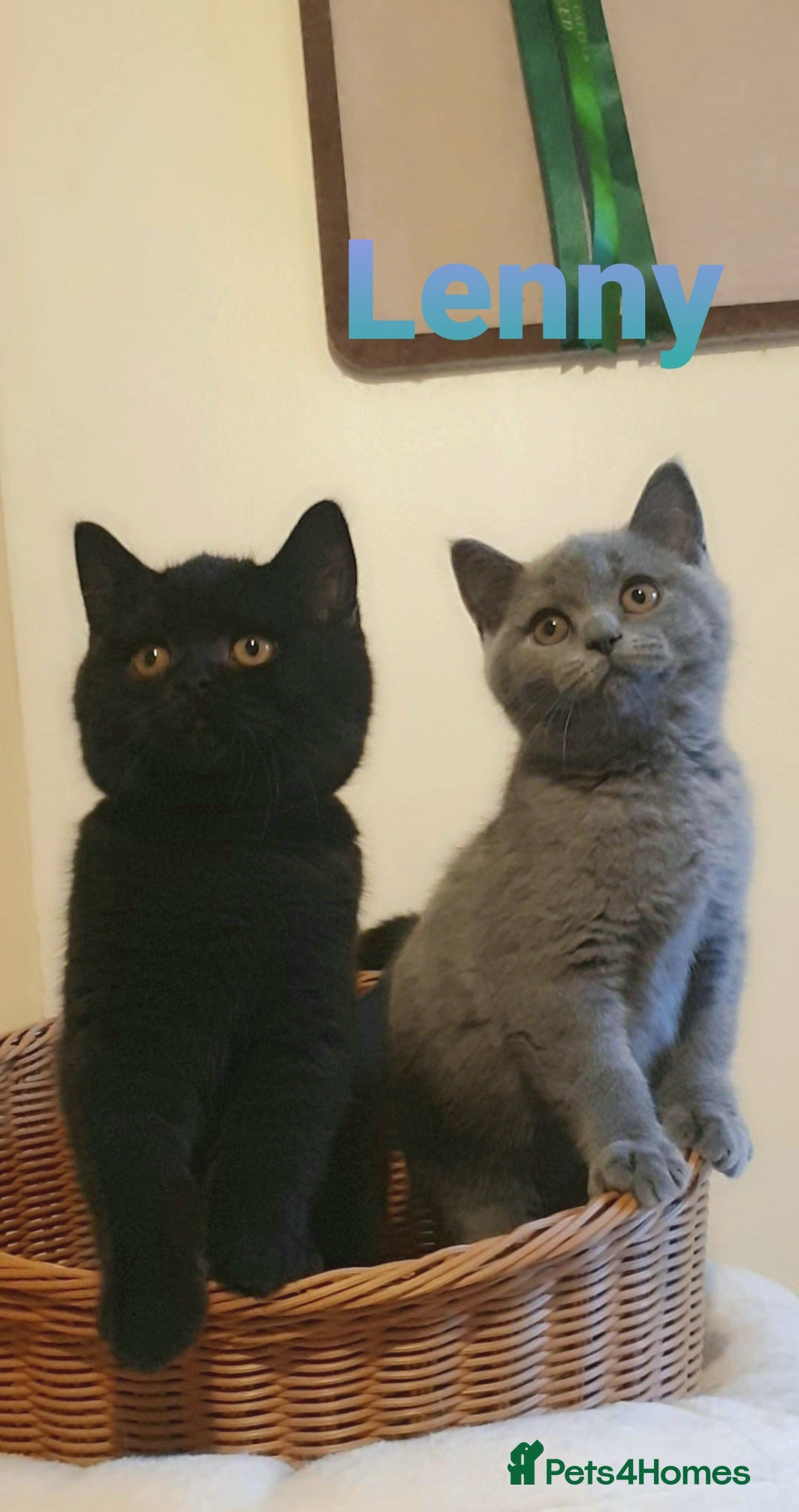 British Shorthair cats Exceptional Pedigree BSH Kittens  - Advert 9