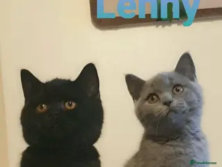 British Shorthair cats Exceptional Pedigree BSH Kittens - Advert 9