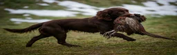 Sprocker dogs for sale: Sprocker pups for sale  - Advert 9