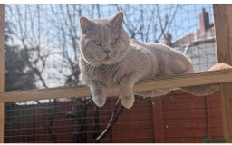 British Shorthair cats for sale: British shorthair kittens a rainbow of colours 😍 - Image 8