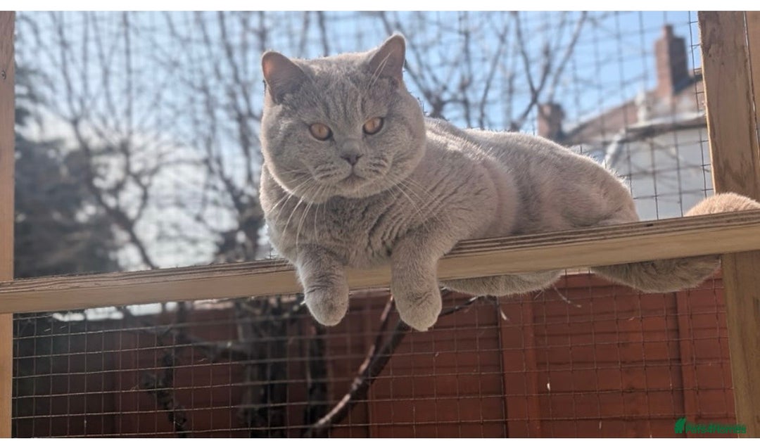 British Shorthair cats for sale: British shorthair kittens a rainbow of colours 😍 - Image 8