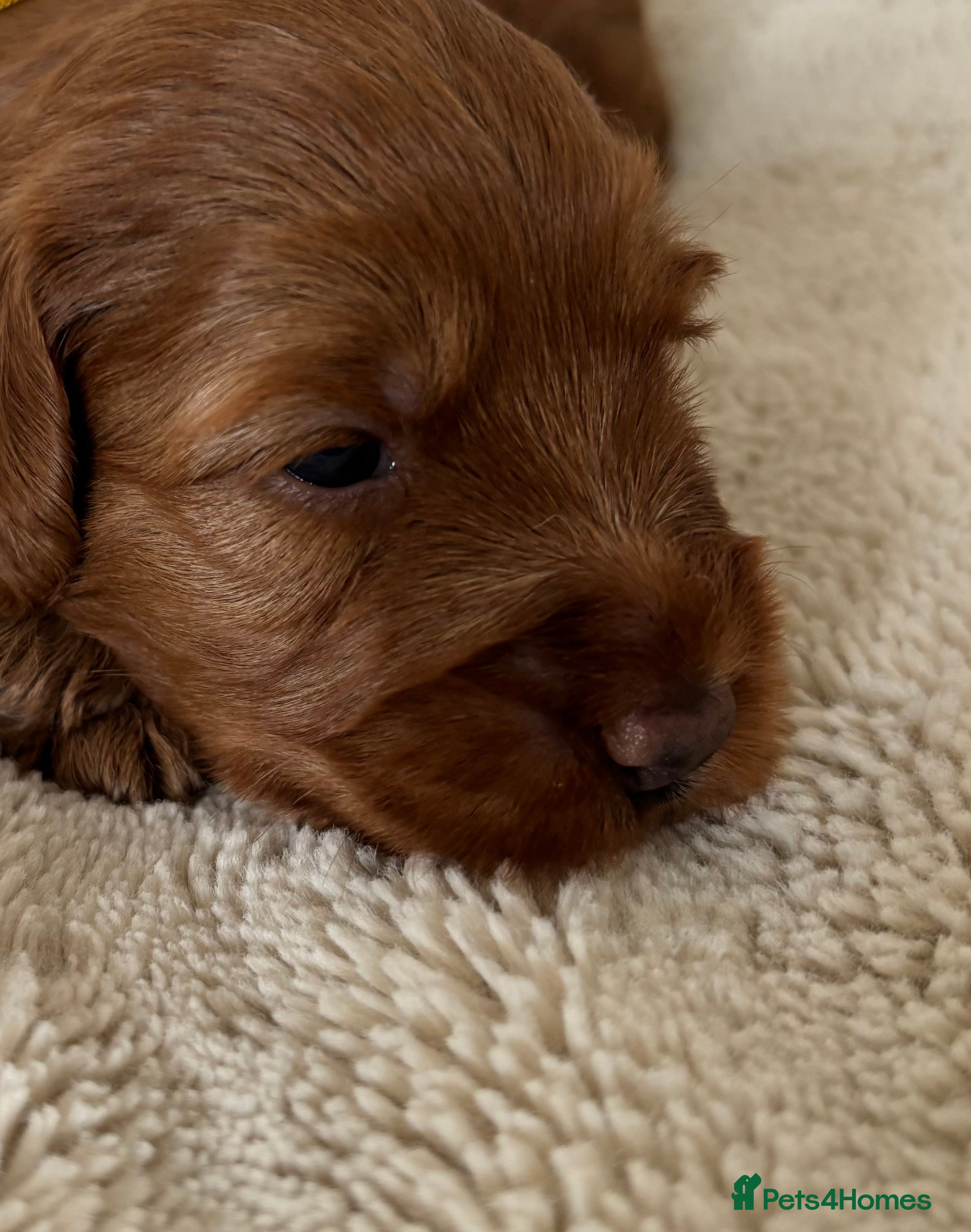 Cockapoo dogs Beautiful Cockapoo Puppies – Raised in Our Home - Advert 2