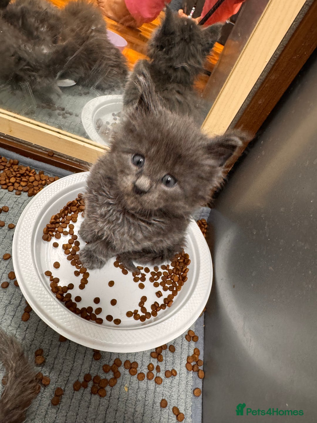 Maine Coon cats for sale: Purebred Blue Maincoon Kittens  - Image 16
