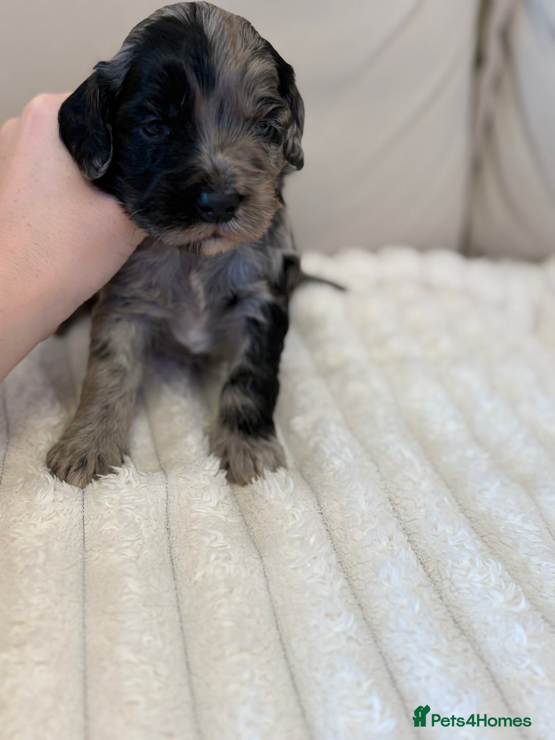 Cockapoo dogs for sale: Cockapoo litter  - Advert 14