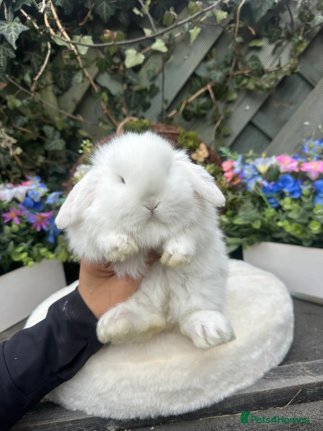 Mini Lop rabbits for sale: Beautiful Baby Mini Lops - Advert 2