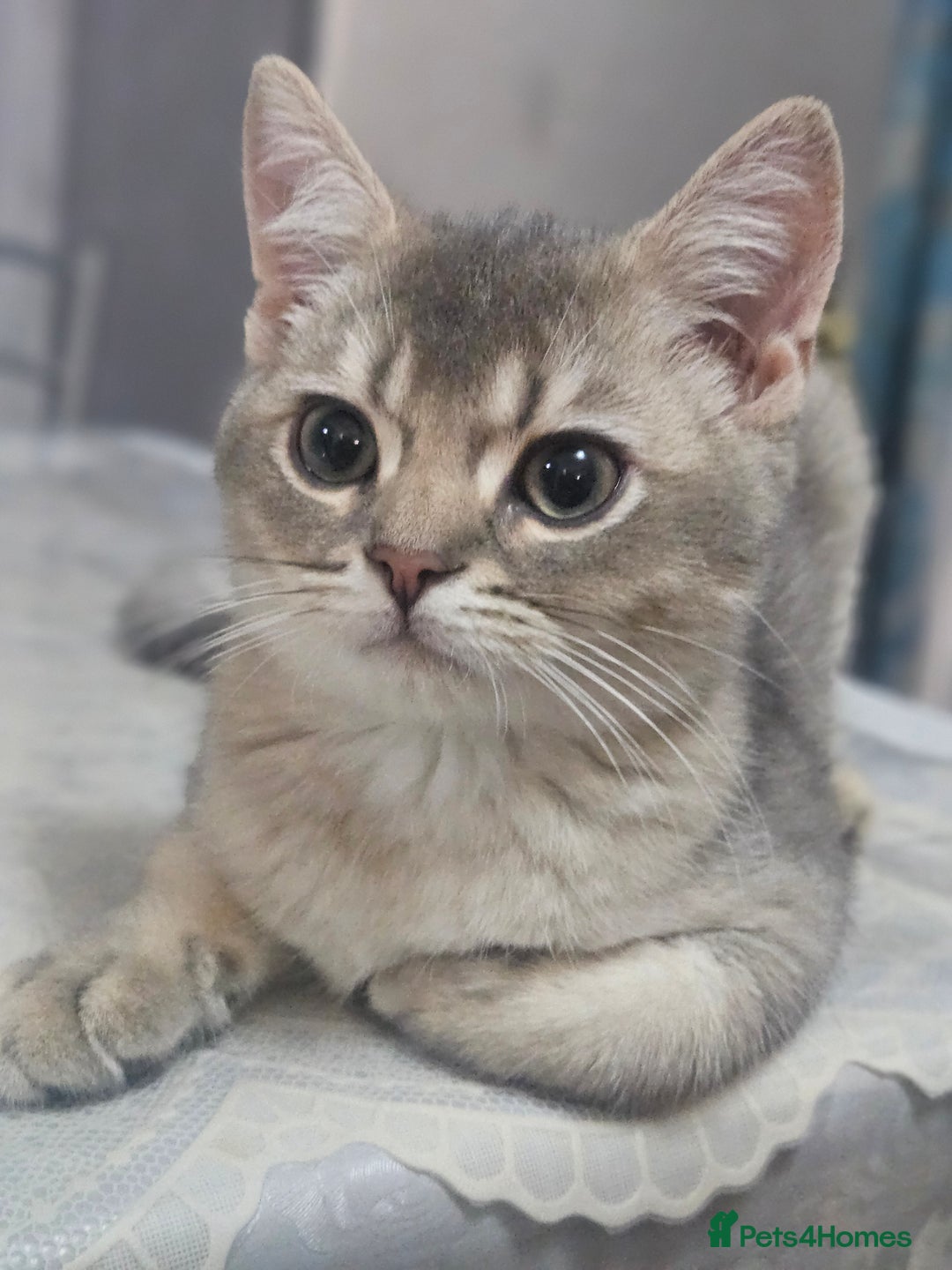 British Shorthair cats for sale: Golden Shaded Kittens looking for Loving Homes!  - Image 1