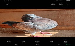 Pigeons birds for sale: breeding  pair modena pigeons  - Image 3