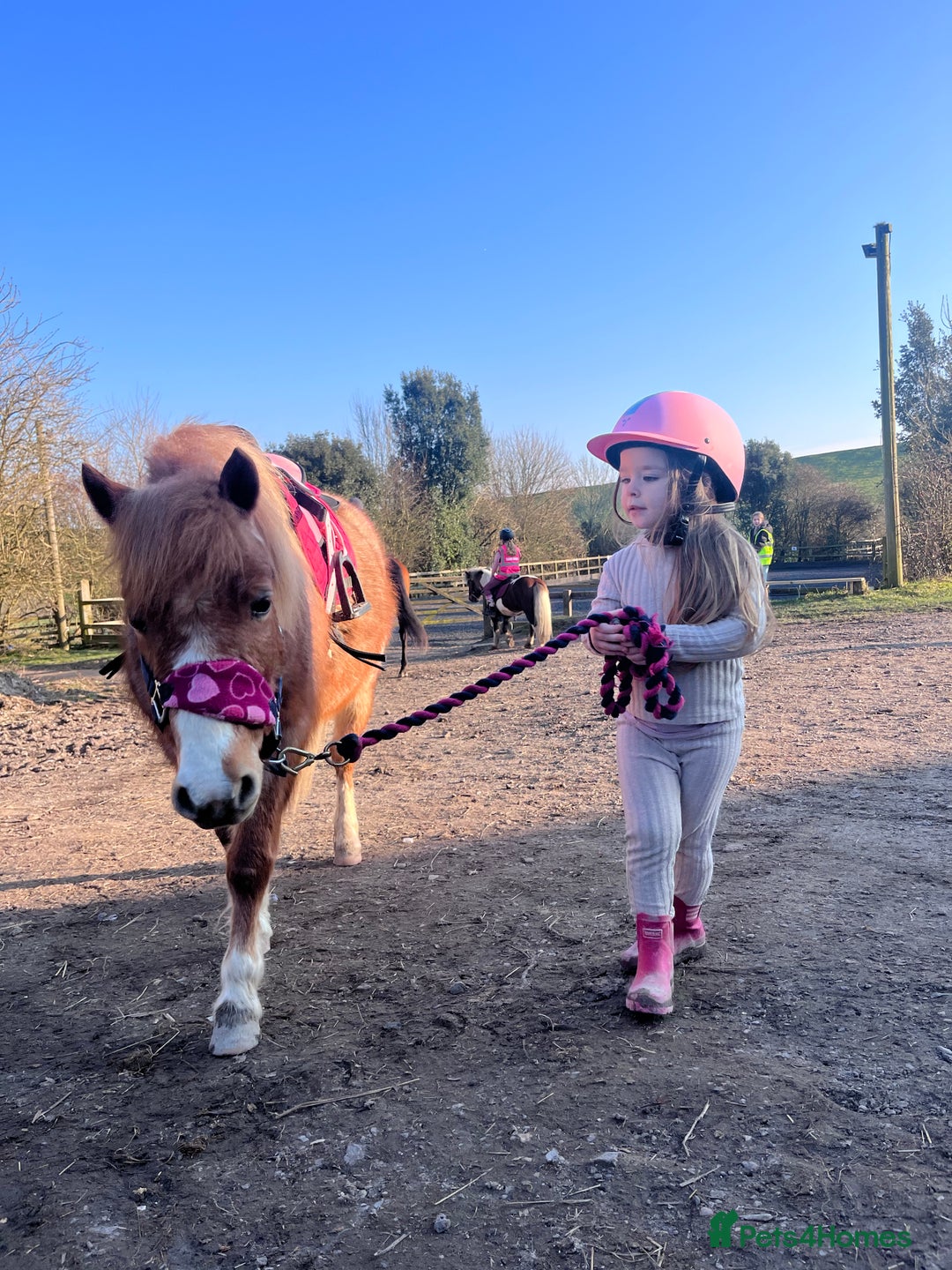 Welsh Section A horses for sale: Toni The Pony 10.3hh Mare 🦄 - Image 15