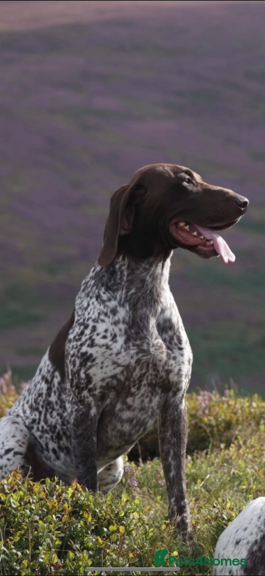 German Shorthaired Pointer dogs for sale: ONLY 1 🐾KC Registered German Shorthaired Pointers - Advert 9