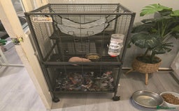 Rat rodents for sale: 2 dumbo rats  - Image 3