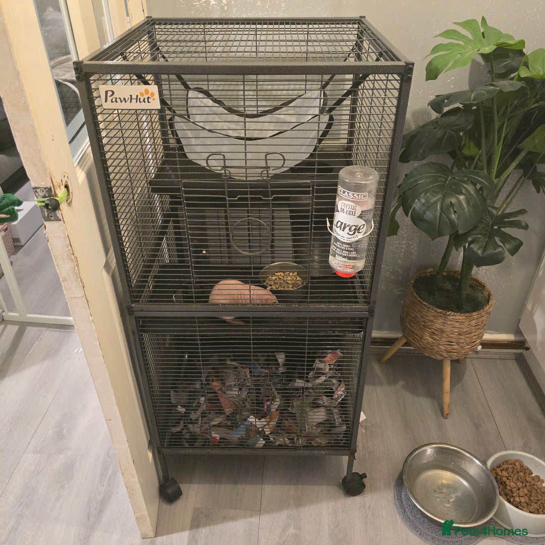 Rat rodents for sale: 2 dumbo rats  - Image 3