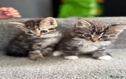 Ragdoll cats for sale: Ragdoll X Tabby kittens  - Image 3