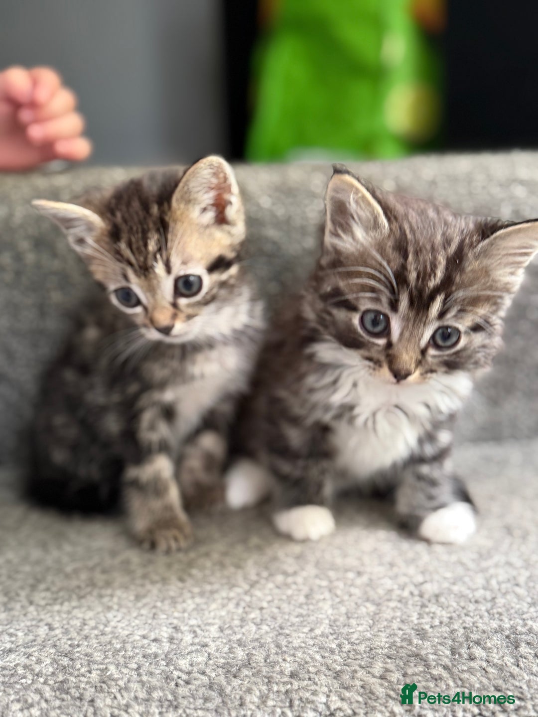 Ragdoll cats for sale: Ragdoll X Tabby kittens  - Image 3
