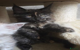 Maine Coon cats for stud: STUD ONLY  Maine Coon 9kg Russian Lines Proven - Image 13