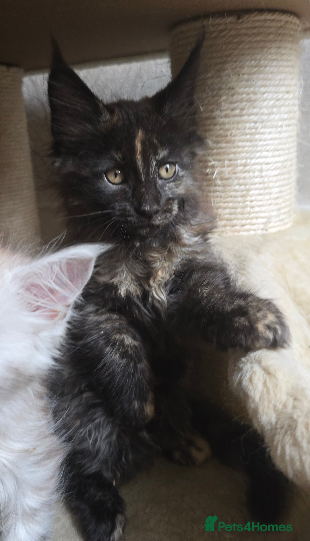 Maine Coon cats for stud: STUD ONLY  Maine Coon 9kg Russian Lines Proven - Image 13