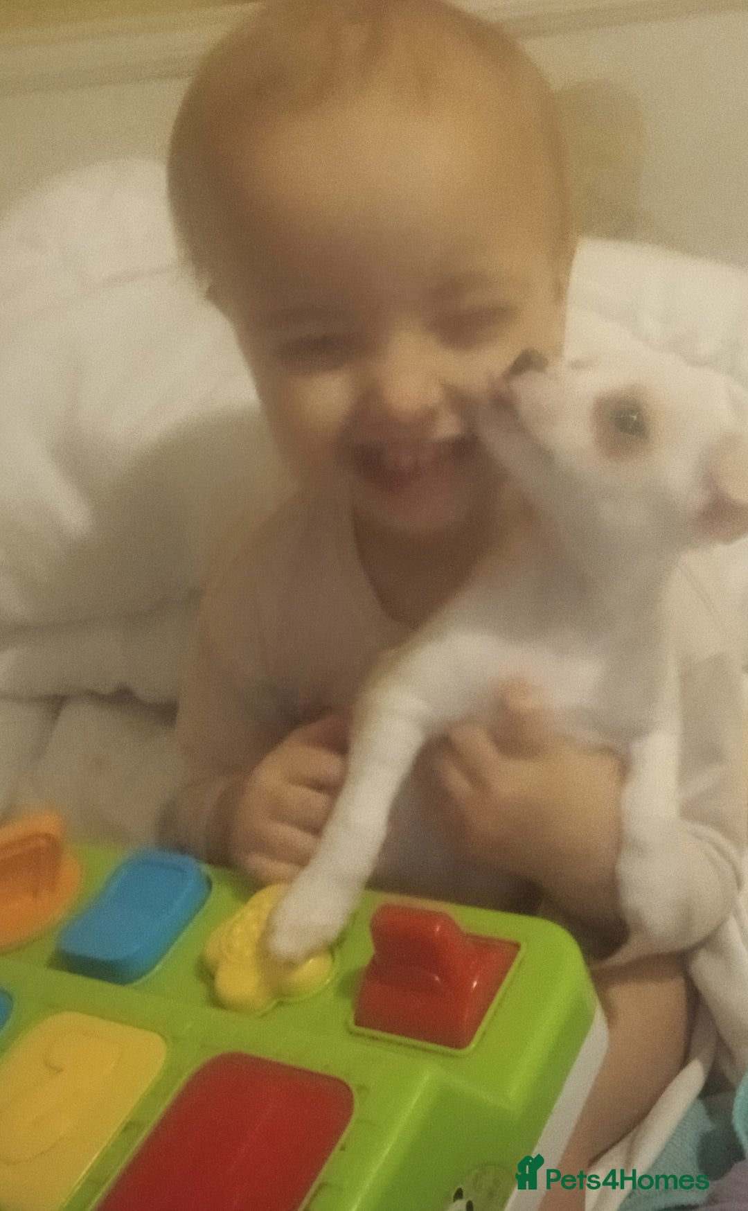 Chihuahua dogs for sale: Beautiful tiny little girl - Advert 2