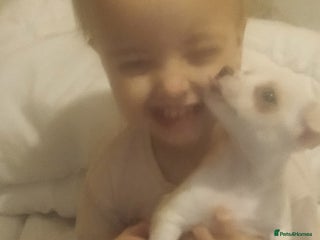 Chihuahua dogs Beautiful tiny little girl - Advert 4