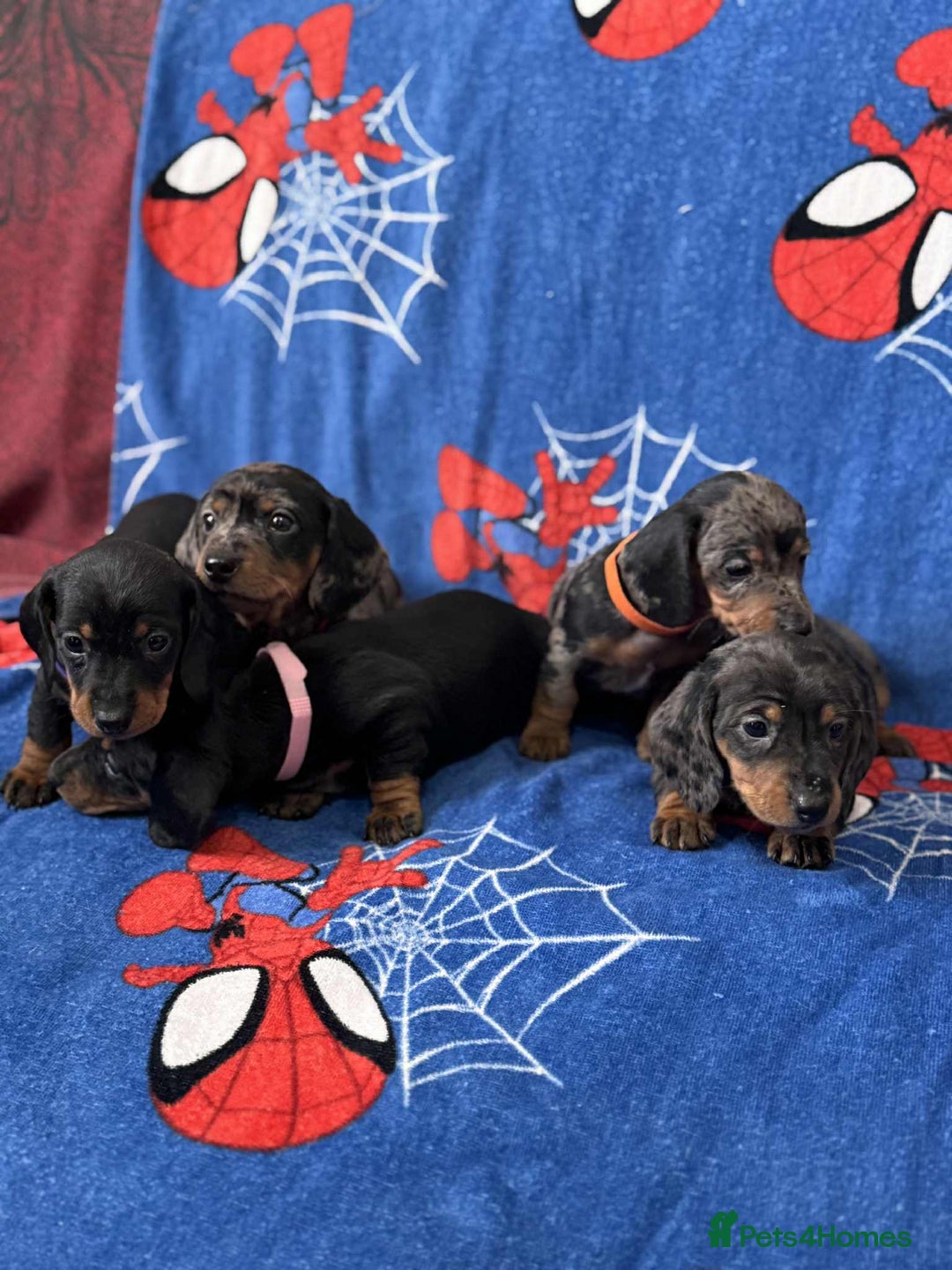 Miniature Dachshund dogs for sale: Puppies 🐶  - Advert 8