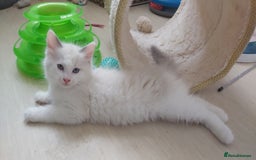 Ragdoll cats for sale: RAGDOLLS BOYS BLUE EYES VACCINATED MICROCHIPED  - Image 34