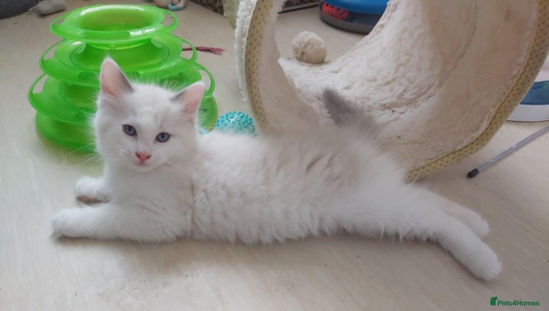 Ragdoll cats for sale: RAGDOLLS BOYS BLUE EYES VACCINATED MICROCHIPED  - Image 34