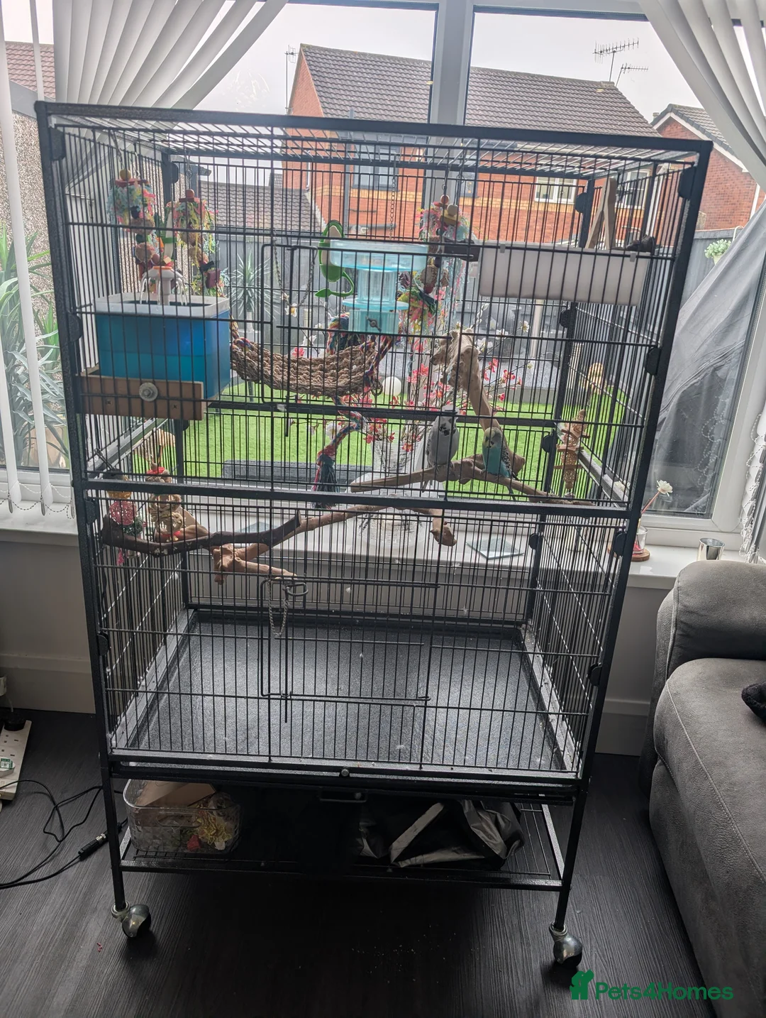 Budgerigars birds for sale: 2 budgies + full set up - Advert 1