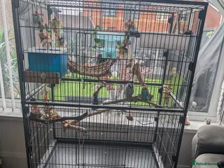 Budgerigars birds 2 budgies + full set up - Advert 3