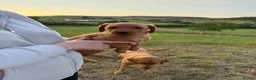 Labrador Retriever dogs for sale: Fox Red KC Registered Labrador Puppies for sale in Blaenau Ffestiniog - Advert 8