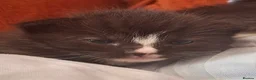 British Shorthair cats for sale: Beautiful baby kittens.  in Larbert - Advert 2