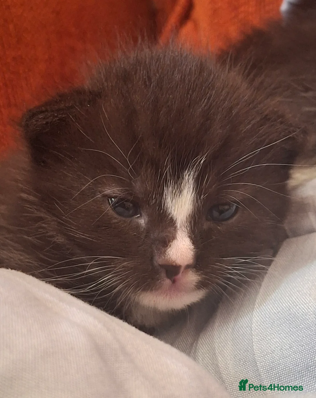 British Shorthair cats for sale: Beautiful baby kittens.  in Larbert - Advert 2