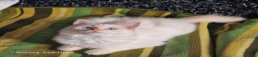 Ragdoll Kitten 3