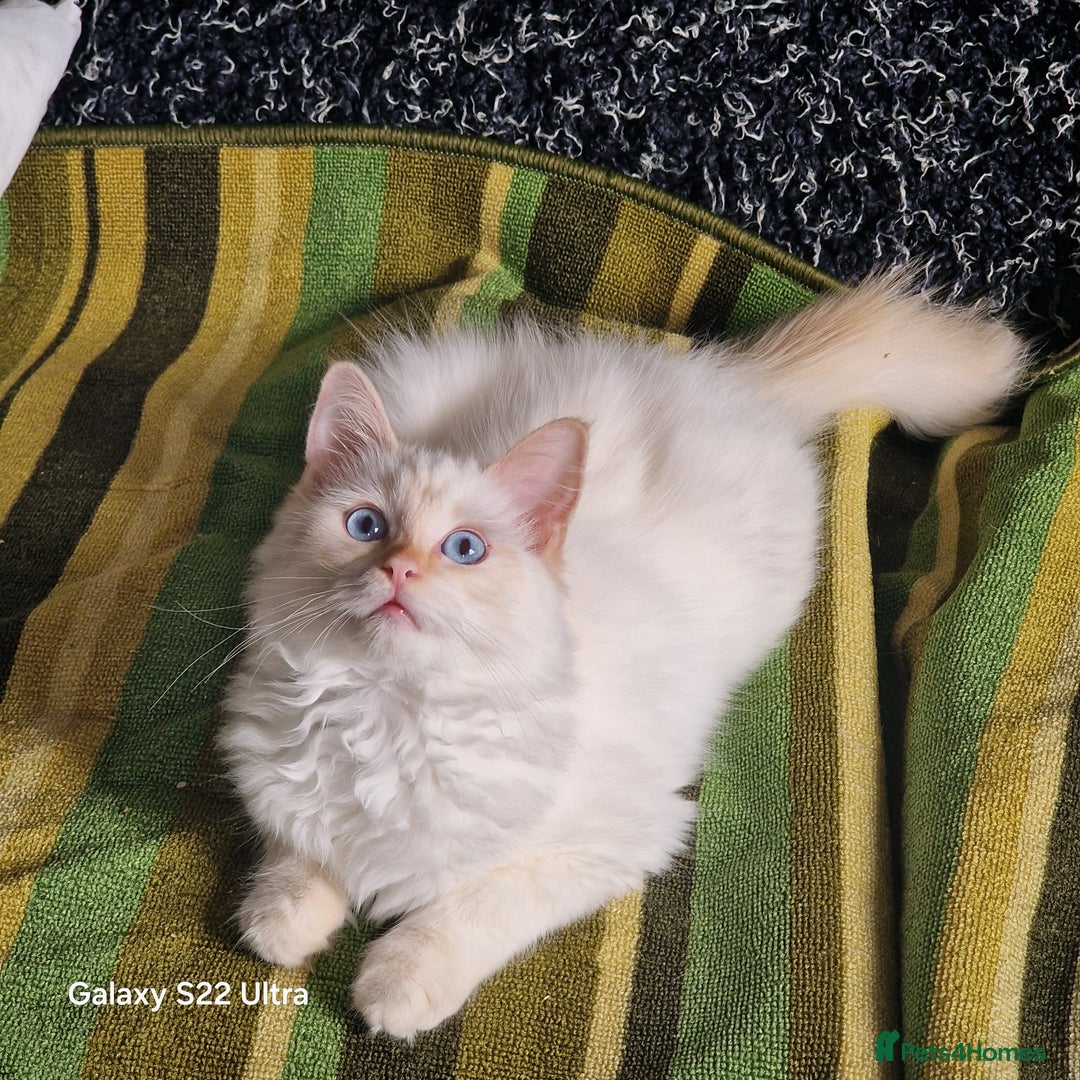 Ragdoll cats for sale: Pure loving ragdool ready for new home  - Image 5