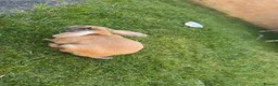 Mixed Breed rabbits for sale: 2 bonded rabbits - Advert 4