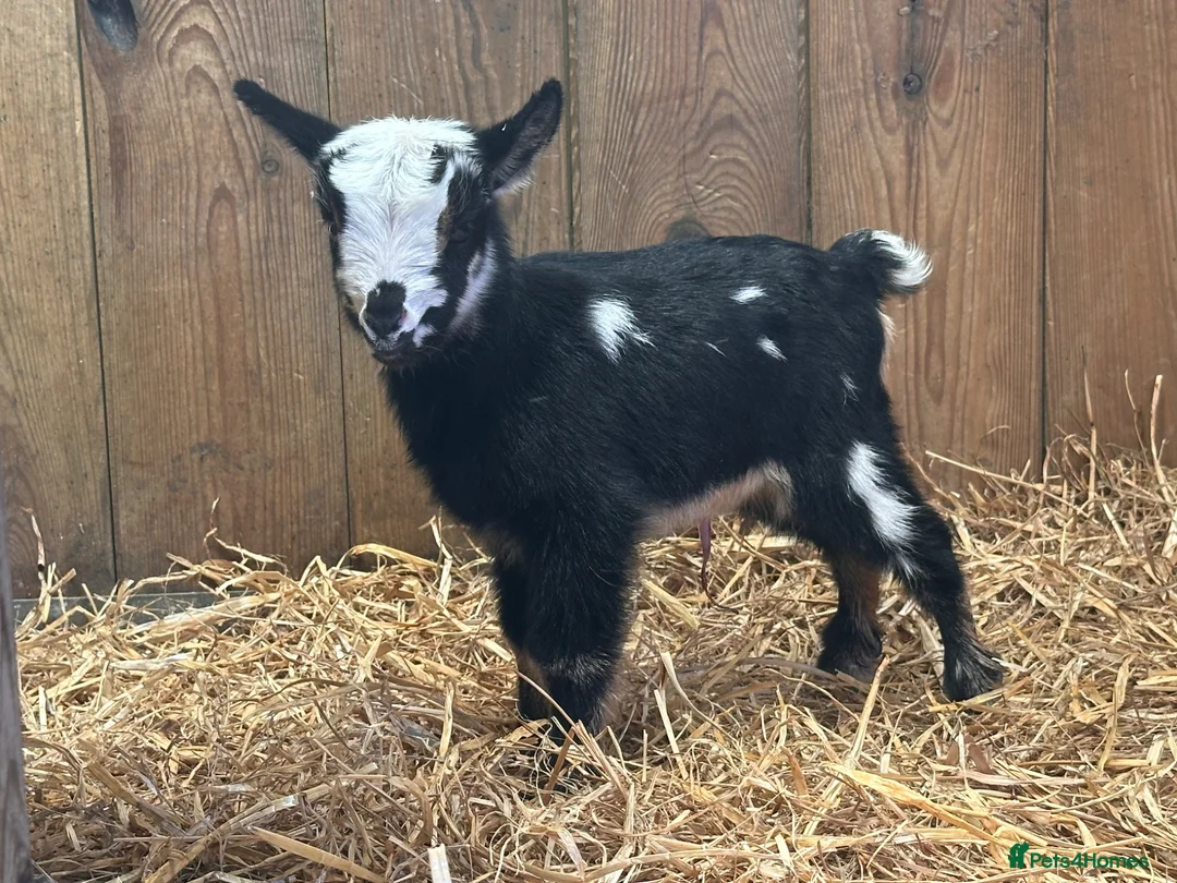 Goats livestock for sale: Pygmy Kids For Sale  - Advert 2