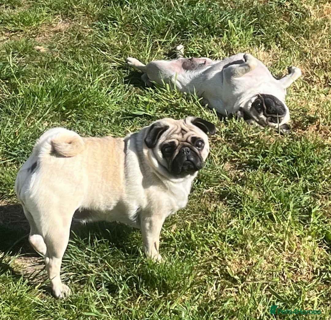 Pug dogs for sale: Gorgeous Female Adult Pug 3 Years old Ready Now  - Advert 2