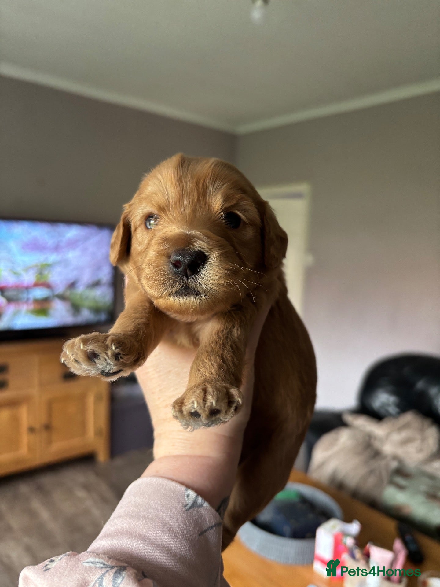 Cockapoo dogs for sale: Beautiful cockapoo puppies - Advert 2