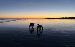 Cane Corso dogs for sale: Two beautiful cane corsos looking to be rehomed - Image 1