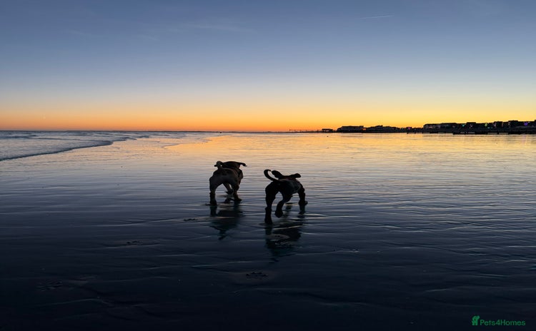Cane Corso dogs - Advert 1