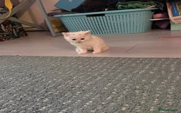 Ragdoll cats for sale: Ragdoll x British short hair kittens for sale  - Image 6