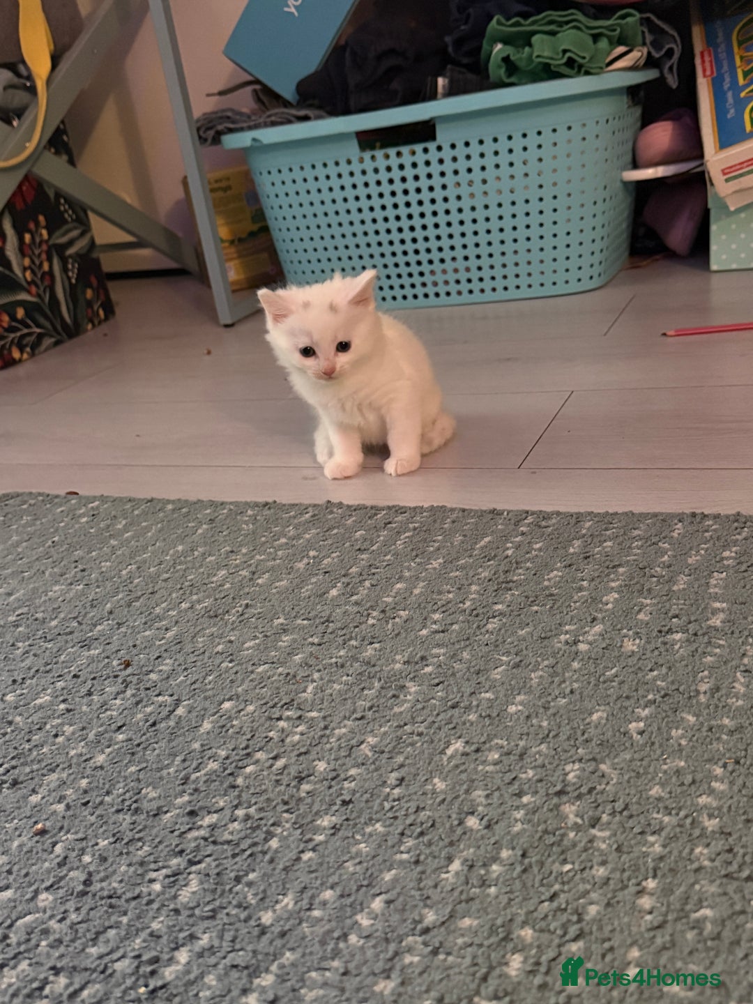 Ragdoll cats for sale: Ragdoll x British short hair kittens for sale  - Image 6