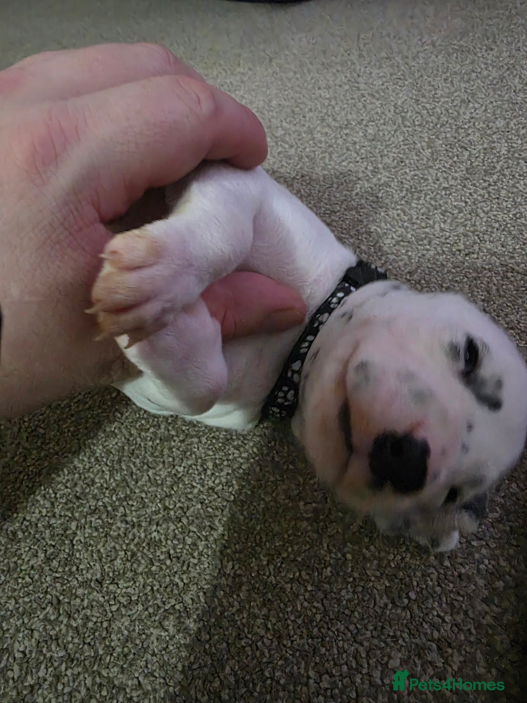 Dalmatian dogs for sale: 100% DALMATIAN LITTER - Image 31