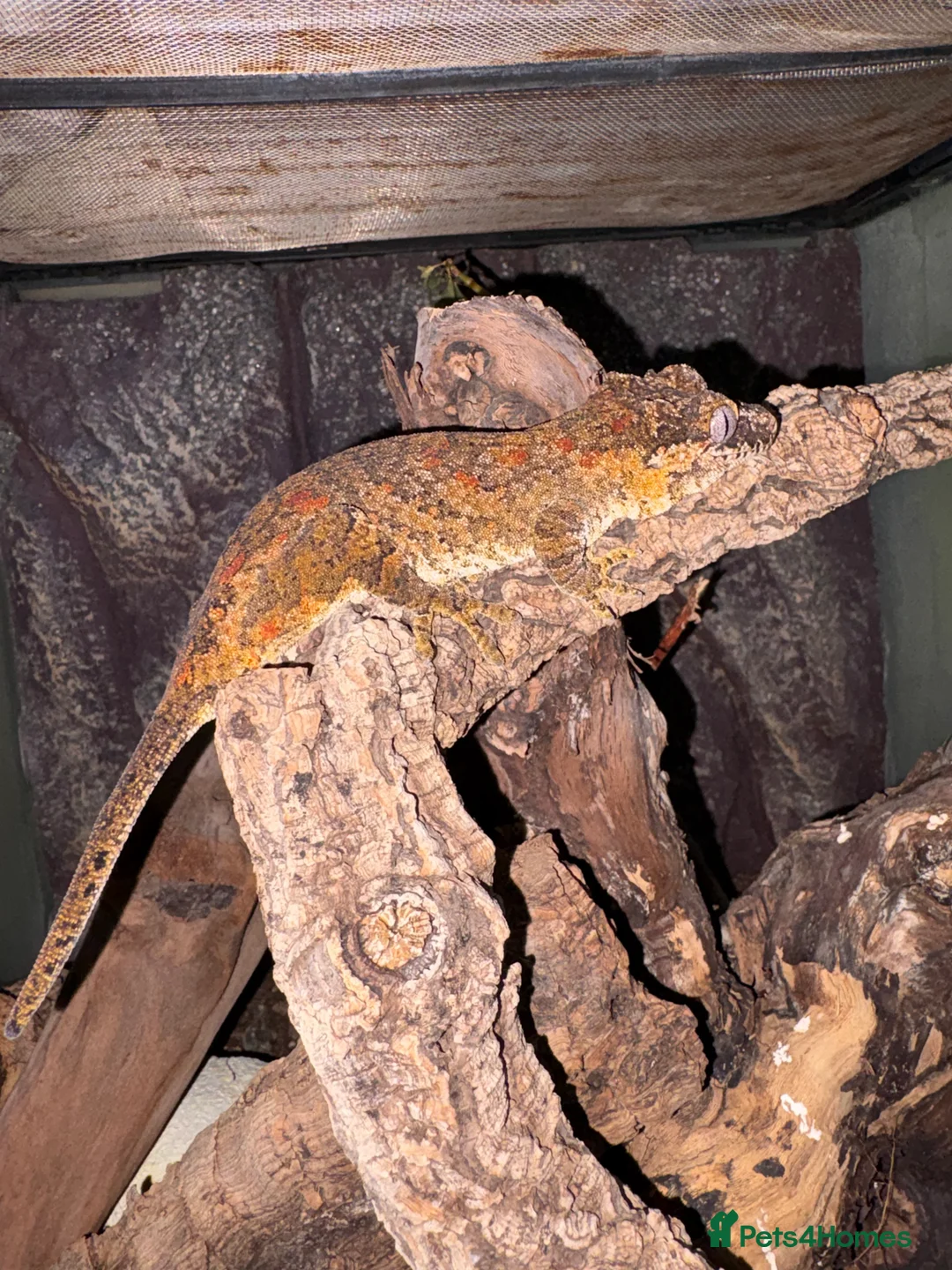 Gecko reptiles for sale: 3 Gargoyle Geckos - Advert 20