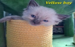 Ragdoll cats for sale: GCCF Gorgeous Pure Pedigree Ragdoll Kittens - Image 24