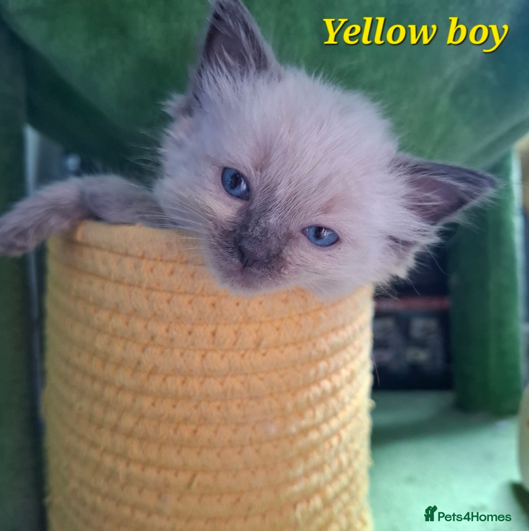 Ragdoll cats for sale: GCCF Gorgeous Pure Pedigree Ragdoll Kittens - Image 24