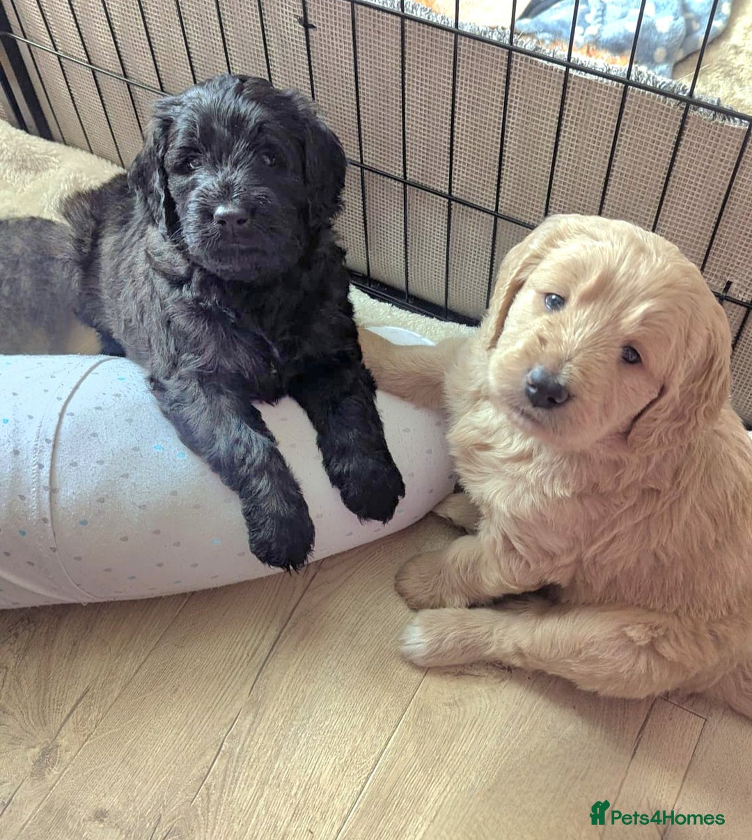 Mixed Breed dogs for sale: Bernedoodle  - Advert 3