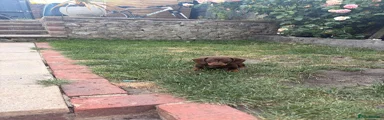 Miniature Dachshund 1