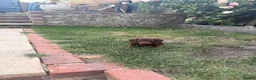 Miniature Dachshund dogs for sale: 3 miniature dachshund puppies - Advert 11