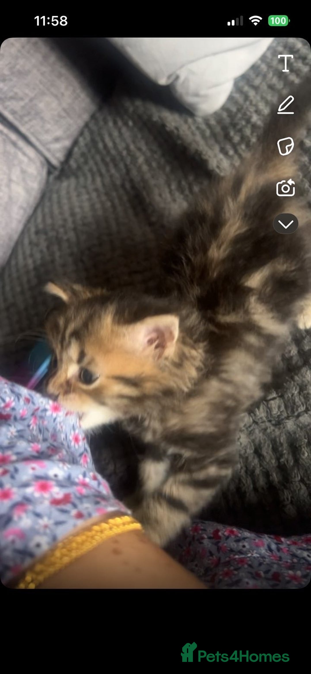 Mixed Breed cats for sale: Kitten for sale!  - Image 2